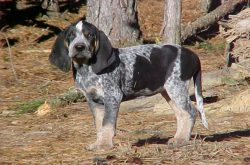 Trim your nails as needed to keep your dog’s feet healthy and comfortable. They can also s ...