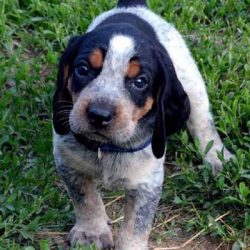 Particular attention should be paid to socializing your dog with cats and other small animals.
