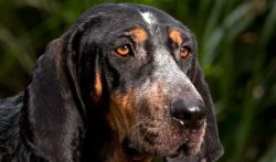 Once they catch a scent, they will follow. With a strong desire to hunt, this dog can advance ve ...