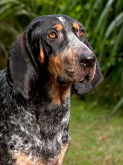 Bluetick’s Coonhounds may be best in a family with another dog to keep him company. Their  ...