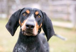 Routine basic grooming is all that is usually needed to keep your blues looking its best. As wit ...