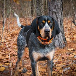 The Bluetick Coonhound was originally called an English Coonhound, but this name was changed in  ...