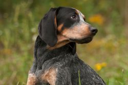 Bred in Louisiana USA, Speckled Blue Coonhounds are descended from the French Blue Gascon Hounds ...