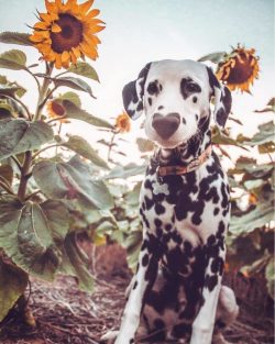 Experts say that Dalmatians should know their nickname as early as 3-4 months. It’s easy t ...