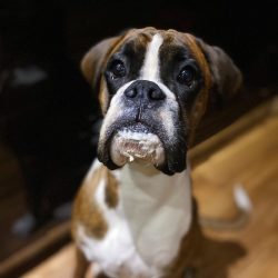 The nails should be trimmed once a week to keep the dog comfortable while running. 
