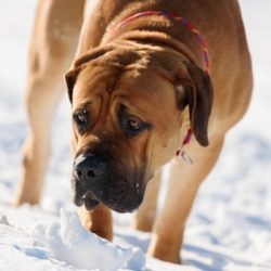 According to reviews, Boerboels have good health. There is a genetic predisposition to weight ga ...