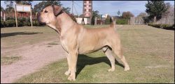 Care is not particularly difficult, the tough short coat needs combing 1-3 times a week, but you ...