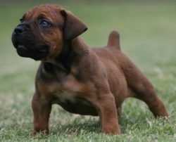 Boerboel is distrustful of strangers, incorruptible, and does not tolerate familiarity. The love ...