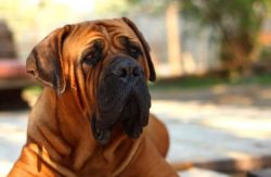 In his veins flows the blood of Molossians – ancient mastiff-like dogs, helpers of herders ...