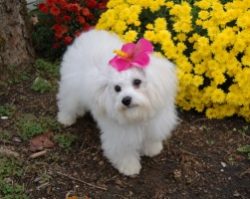 the dog can become nervous, and in your absence, make an absolute mess at home, and even punishm ...