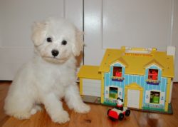 The Bolognese breed of dogs belongs to decorative and therefore does not require training in spe ...