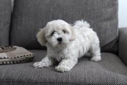 Also, be sure to bathe your pet at least once a week and adjust the haircut once a month. 