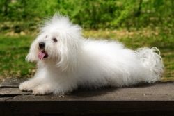 This breed in general is sometimes trimmed in the most intricate way – it all depends on t ...