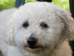 It may even seem strange, but the Bolognese dog breed practically does not get sick and does not ...