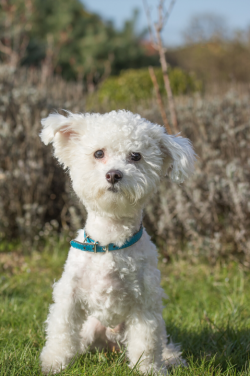 Bolognese (Italian lapdog) – easy to maintain and pleasant to talk to, a dog weighing no m ...