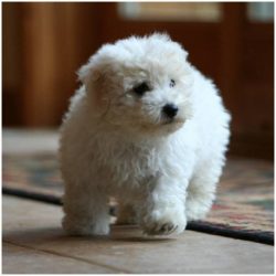 Bolognese is a true Bichon with good looks, an easy gait, a cheerful disposition, and a friendly ...