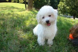 The Bolognese is believed to be a descendant of the Bichon Frize, a breed that is native to Malt ...