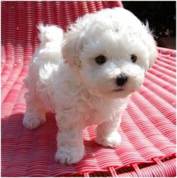 The great popularity of the breed in the aristocratic houses of the Middle Ages is confirmed by  ...