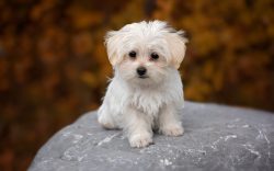 One of the breeds close to Bichons – Bolognese, apparently comes from the Bichons of South ...