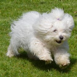 Is the Bolognese a vulnerable breed? No, they consistently remain one of the most popular small  ...