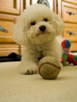 Bolognese dogs need to brush their curly coats 2-3 times a week, although some recommend doing t ...