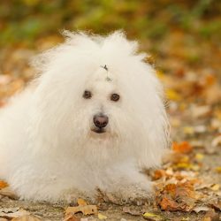 The Bolognese is very similar to its cousin, the Bichon Frize has a beautiful, characteristic fl ...