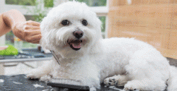 On the head of the dog set high, long, and drooping ears. The bolognese pulls the ears away from ...