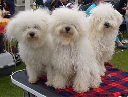 These small dogs have beautiful, even jaws with a perfect scissor bite where their upper teeth n ...