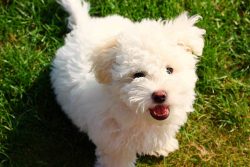 When lapdogs move, they do it with an even, intelligent gait, never showing any signs of walking ...