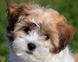 The Kennel Club will condemn any exaggeration or deviation from the breed standard and will judg ...