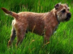 It is a curiosity that pushes the terrier to escapes, to uncontrolled independent walks. 