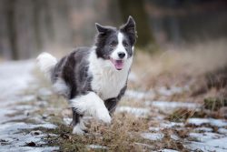 A few years later, while on a trip around the country, Queen Victoria saw border collies and the ...