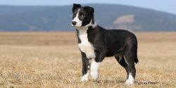 Also, the border collie can be trained in some types of “dog” sports, including comp ...