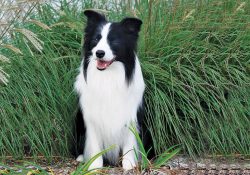 The Border Collie breed has a long, thick coat that needs to be brushed out 2-3 times a week. 
