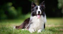Dog border collie has a tendency to certain diseases, including dysplasia of the hip joint ̵ ...