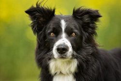 The breed is considered the best herding dog in the world. The American Kennel Club recognized t ...