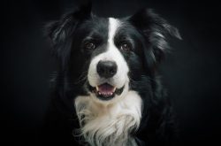 Border Collies are medium-sized dogs. Males grow up to 55 cm and weigh about 30 kg, bitches are  ...
