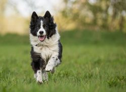 These dogs have an excellent mind, they understand their master perfectly, and can be trained in ...