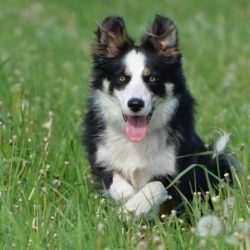 She has a typical collie head, and her body is slightly longer than her height. The ears are ere ...