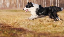 Some border collies have a rough coat about 8 cm long, while others have a smooth coat about 3 c ...