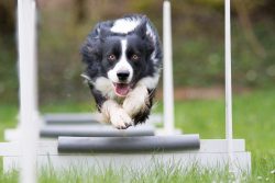 keeping a dog with such long hair in an apartment may not be very convenient. Especially if anyo ...