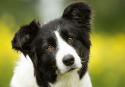 The Border Collie is a dog breed that is ideal for training. It can be said right away that ther ...