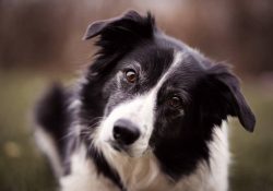 The eyes should be cleaned of deposits daily and the ears should be kept clean. The dog is bathe ...