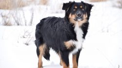 They are extremely intelligent dogs that learn quickly and respond well to praise. 