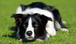 The Border Collie was first classified as a “Scottish Shepherd”. The breed was featu ...