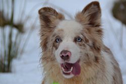 Border Collies are often used as helpers for people with disabilities, for the elderly, as guide ...