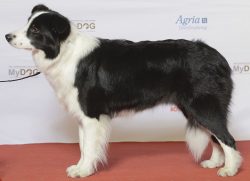 A border collie dog has a fairly high level of energy and needs daily walks, physical activity,  ...