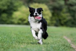 They are very flexible and adaptive dogs, they can live both in a private house and in a city ap ...