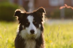 Smart and quick-witted, border collies are best suited for suburban life. In a confined space an ...
