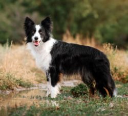 The need for a herd for the dog is so great that some Border Collie owners even rent sheep just  ...